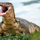 This, however, is actually a water monitor.